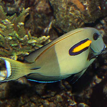 Acanthurus Olivaceus  : 10-12 cm